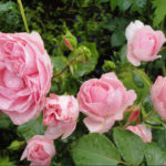 What are the Most Winter-Hardy Roses: a Cheat Sheet for the Novice Grower