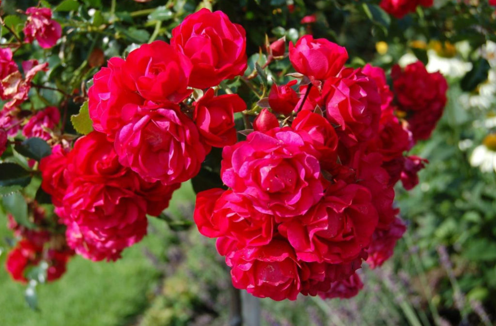 What are the Most WinterHardy Roses a Cheat Sheet for the Novice