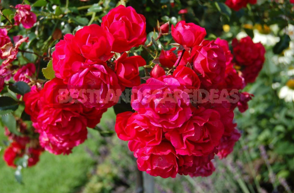 What are the Most Winter-Hardy Roses: a Cheat Sheet for the Novice Grower