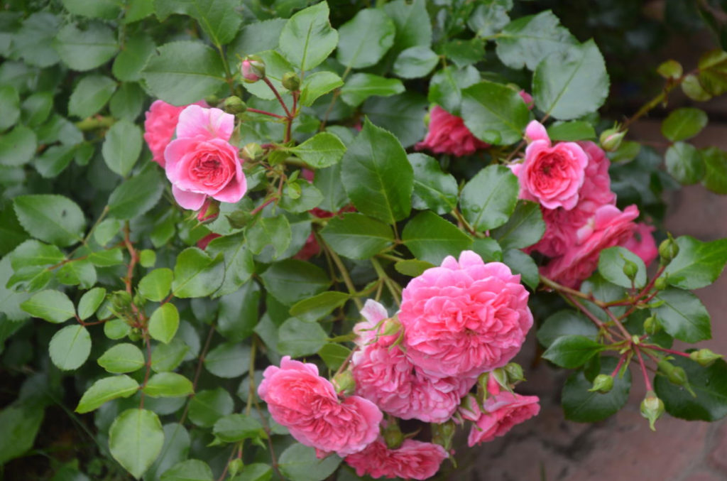What are the Most Winter-Hardy Roses: a Cheat Sheet for the Novice ...