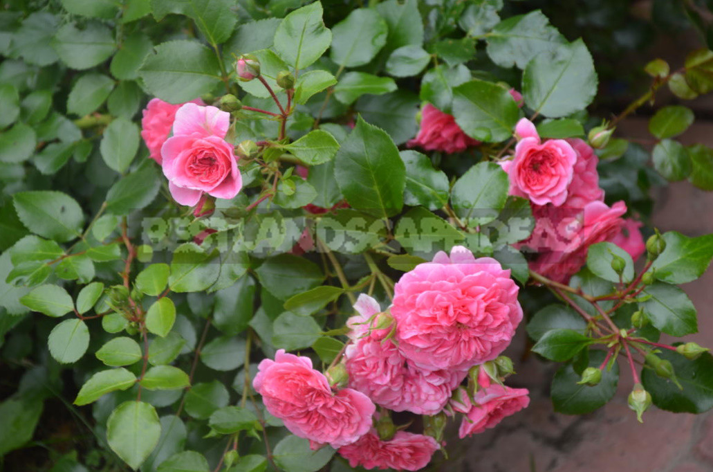 What are the Most Winter-Hardy Roses: a Cheat Sheet for the Novice Grower