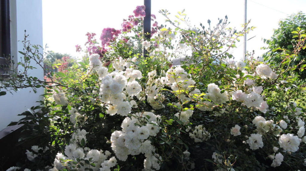 What are the Most WinterHardy Roses a Cheat Sheet for the Novice