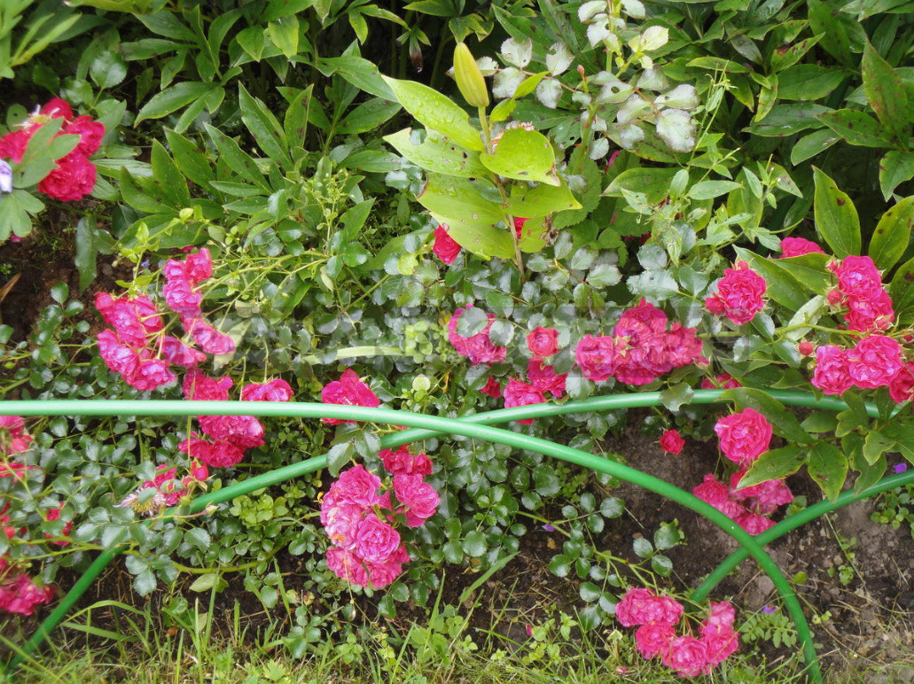 What are the Most Winter-Hardy Roses: a Cheat Sheet for the Novice Grower