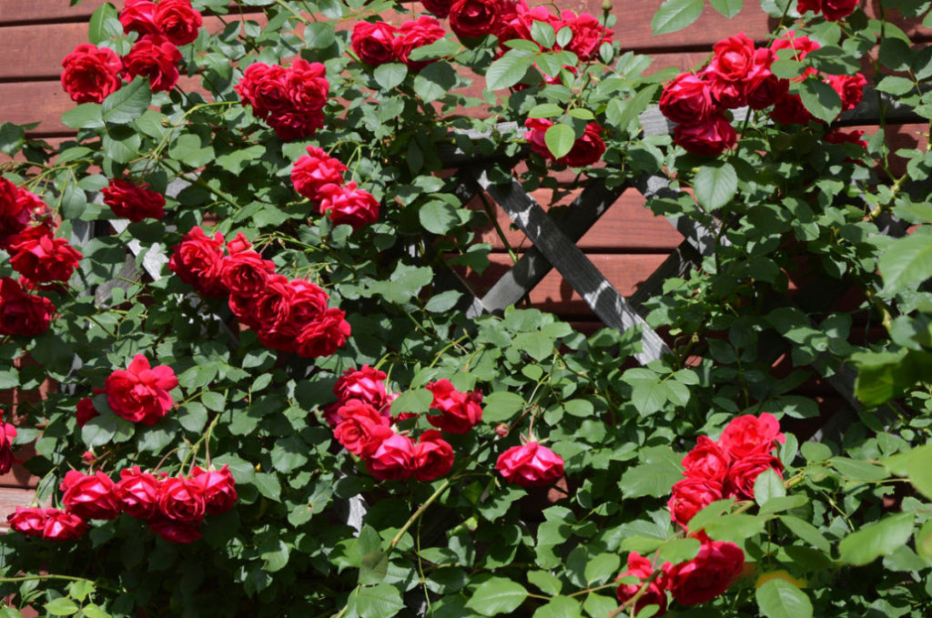 What are the Most WinterHardy Roses a Cheat Sheet for the Novice