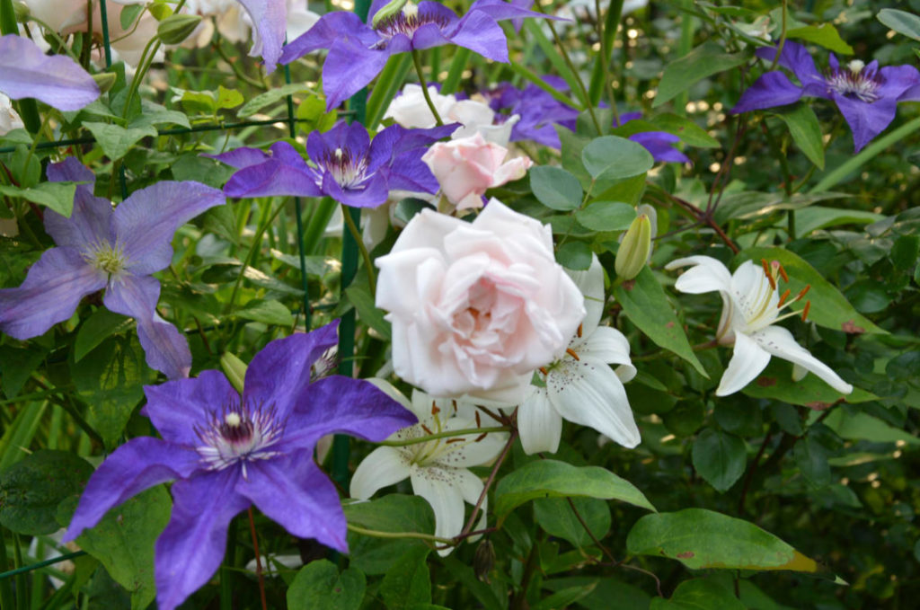 What are the Most WinterHardy Roses a Cheat Sheet for the Novice