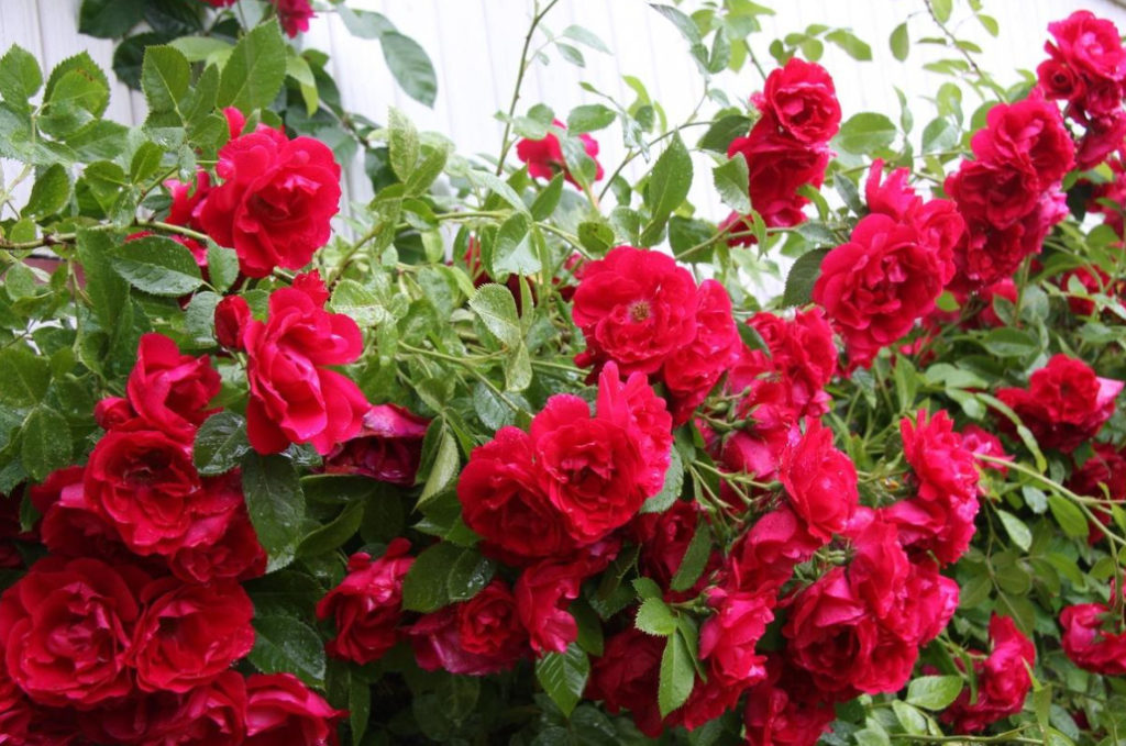 What are the Most Winter-Hardy Roses: a Cheat Sheet for the Novice ...