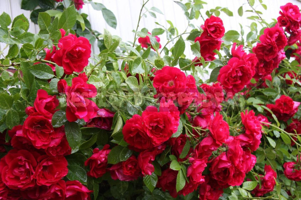 What are the Most Winter-Hardy Roses: a Cheat Sheet for the Novice Grower