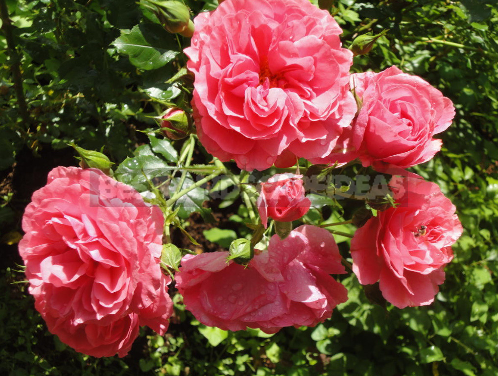 What are the Most Winter-Hardy Roses: a Cheat Sheet for the Novice Grower