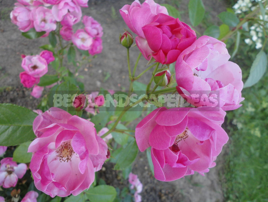 What are the Most Winter-Hardy Roses: a Cheat Sheet for the Novice Grower