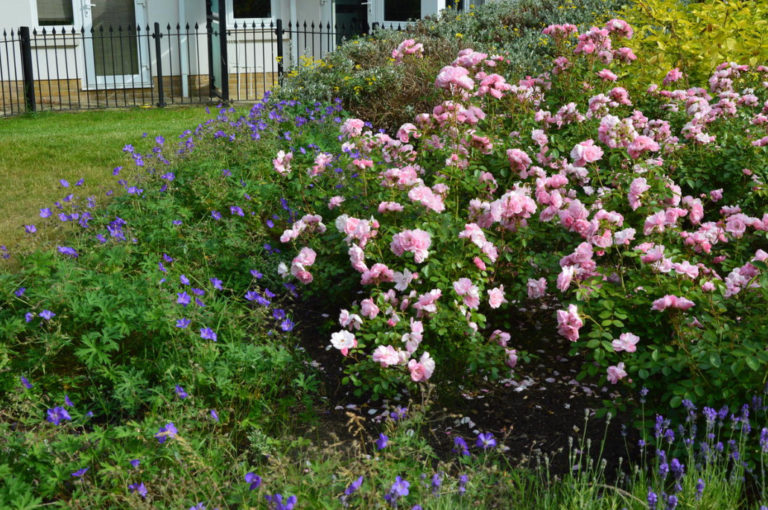 What are the Most WinterHardy Roses a Cheat Sheet for the Novice