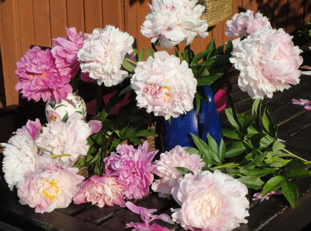 What is the Secret of the Popularity of American Peonies? (Part 2)