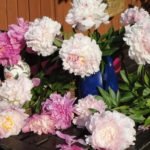 What is the Secret of the Popularity of American Peonies? (Part 1)