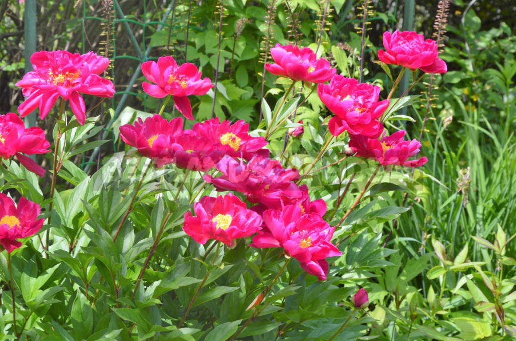 What is the Secret of the Popularity of American Peonies? (Part 1)