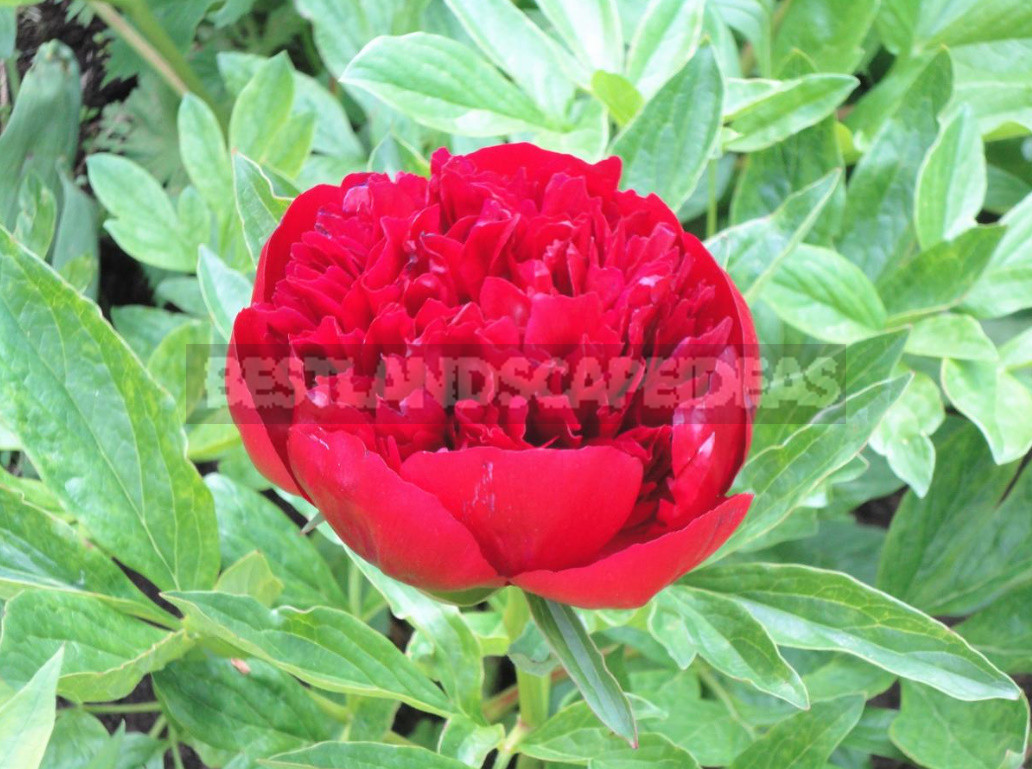 What is the Secret of the Popularity of American Peonies? (Part 2)