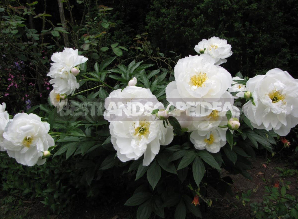 What is the Secret of the Popularity of American Peonies? (Part 2)