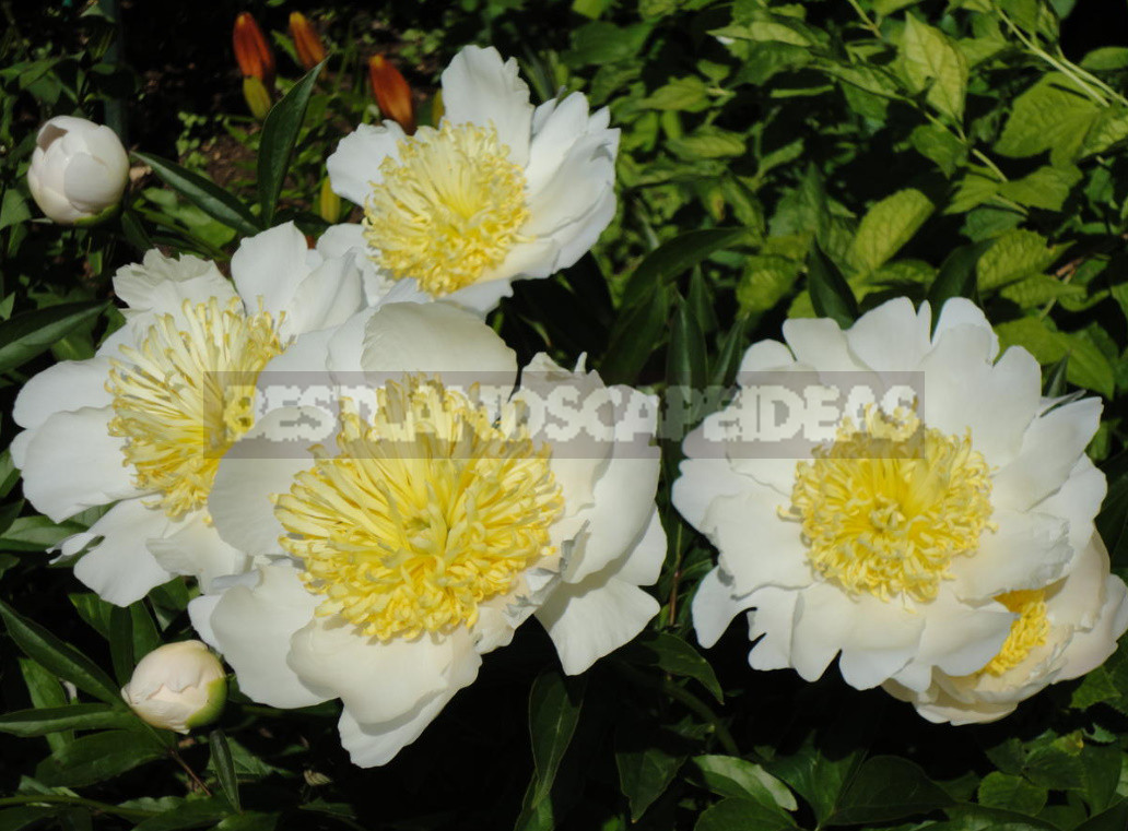 What is the Secret of the Popularity of American Peonies? (Part 2)