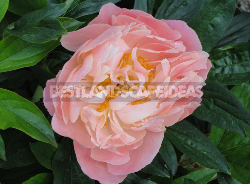 What is the Secret of the Popularity of American Peonies? (Part 2)