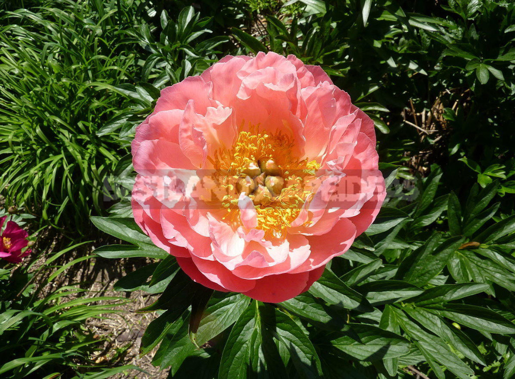 What is the Secret of the Popularity of American Peonies? (Part 2)