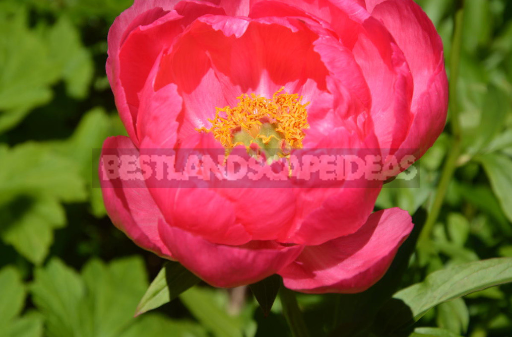 What is the Secret of the Popularity of American Peonies? (Part 2)