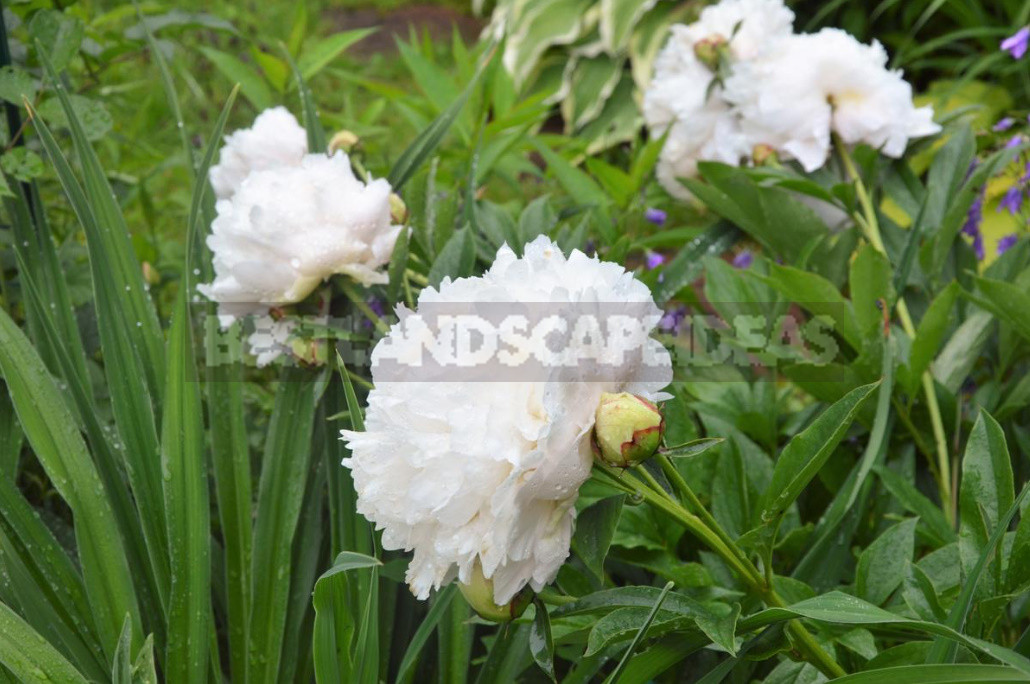 What is the Secret of the Popularity of American Peonies? (Part 1)