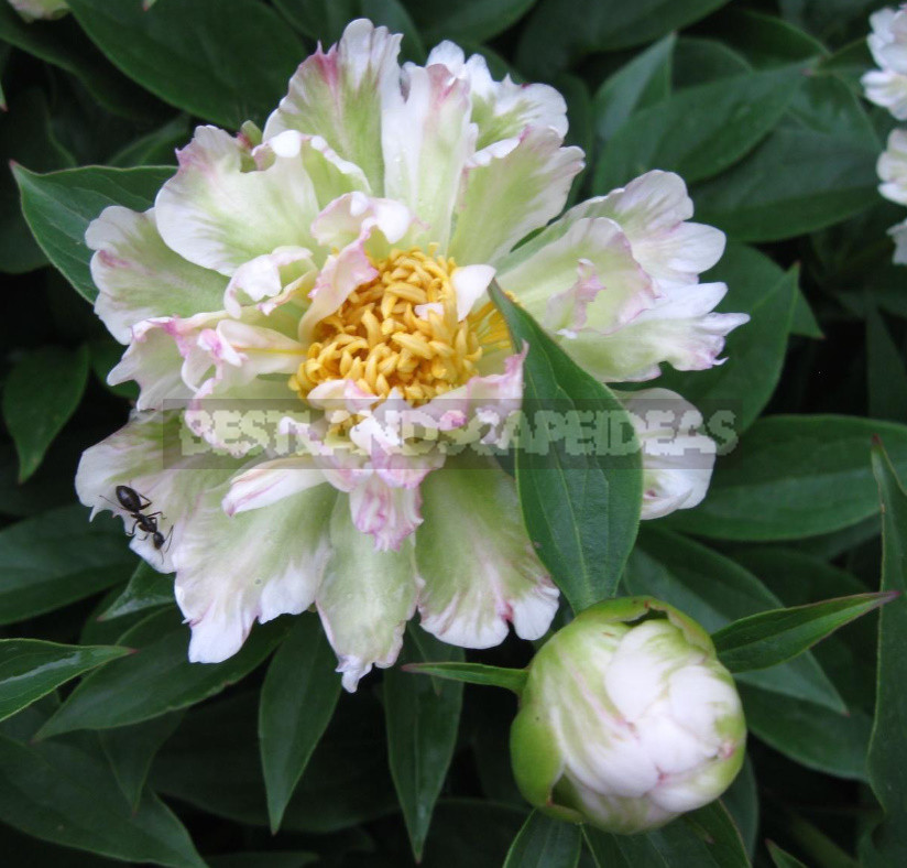 What is the Secret of the Popularity of American Peonies? (Part 2)