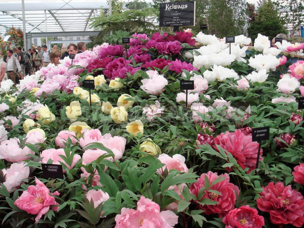 What is the Secret of the Popularity of American Peonies? (Part 2)