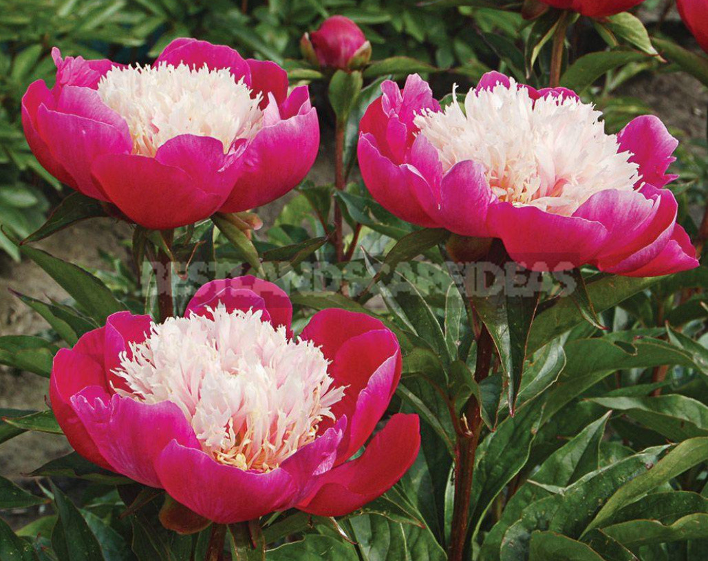 What is the Secret of the Popularity of American Peonies? (Part 2)