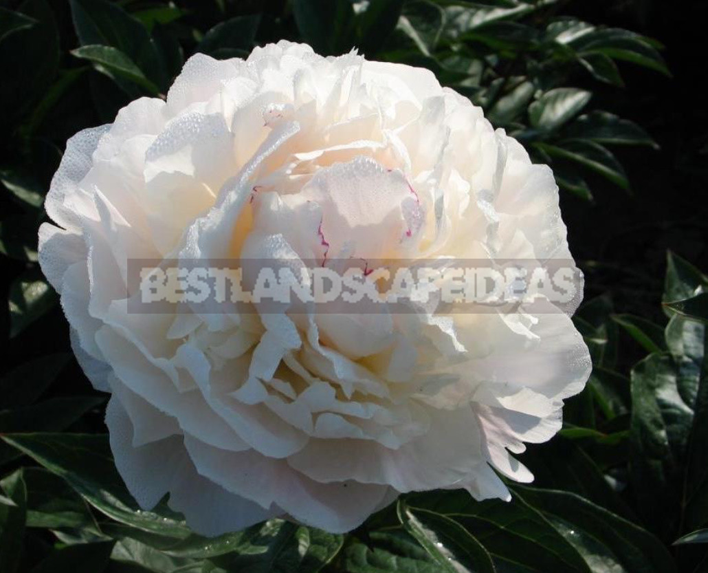 What is the Secret of the Popularity of American Peonies? (Part 1)