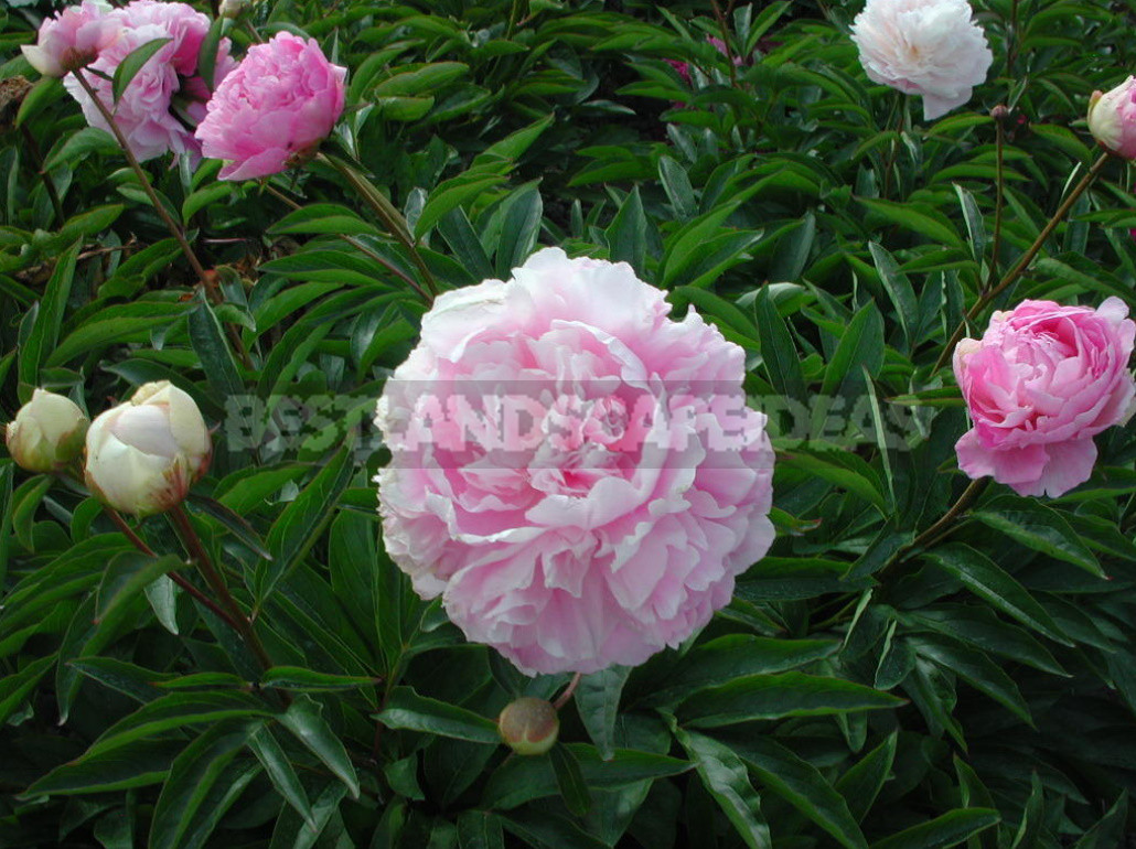 What is the Secret of the Popularity of American Peonies? (Part 1)