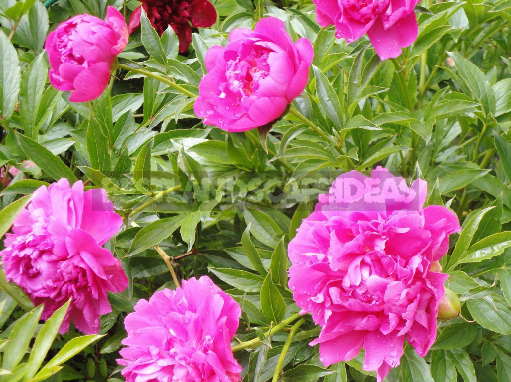 What is the Secret of the Popularity of American Peonies? (Part 1)