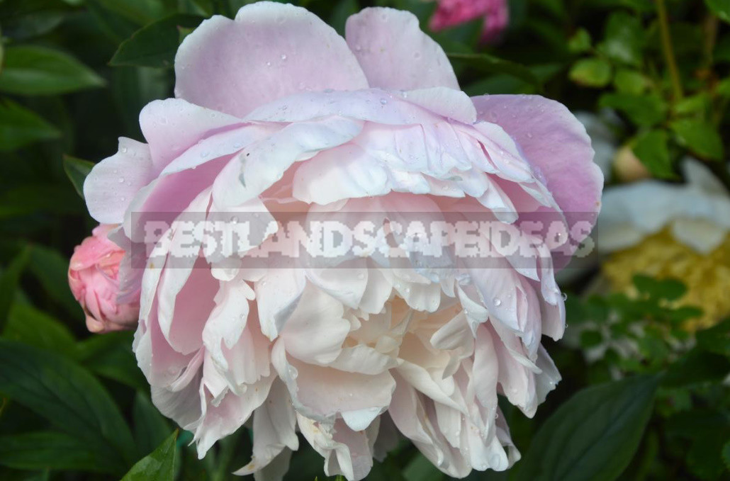 What is the Secret of the Popularity of American Peonies? (Part 1)