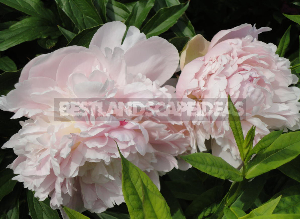 What is the Secret of the Popularity of American Peonies? (Part 1)