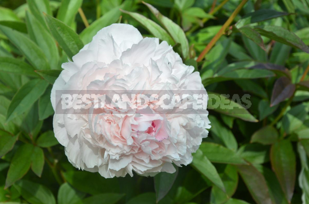 What is the Secret of the Popularity of American Peonies? (Part 1)