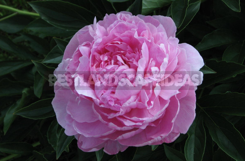 What is the Secret of the Popularity of American Peonies? (Part 1)