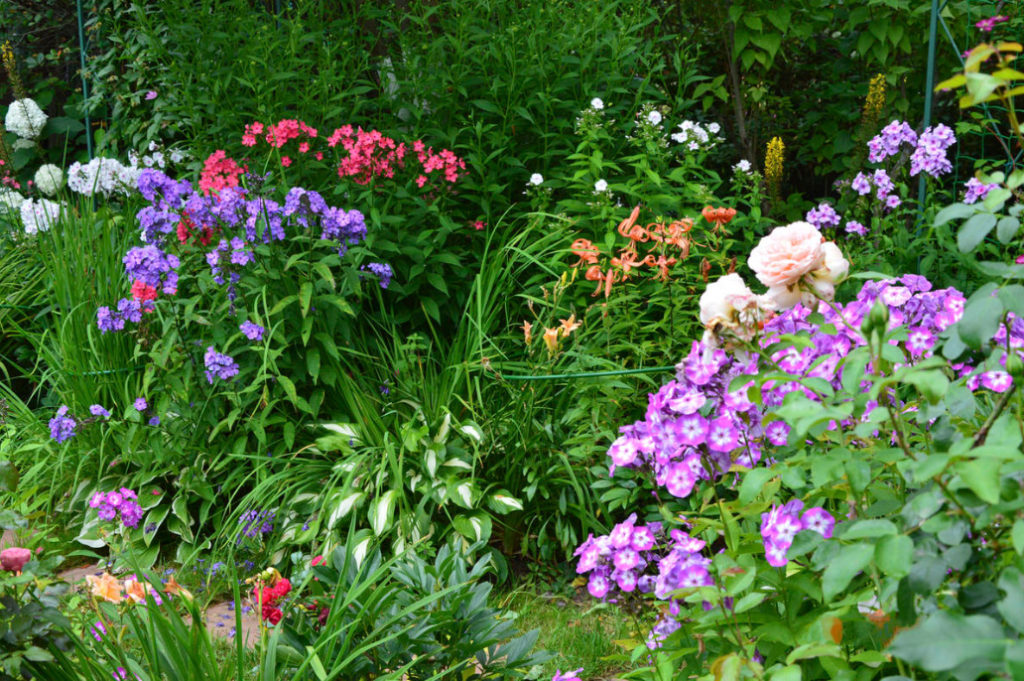 What to do With Phlox in August