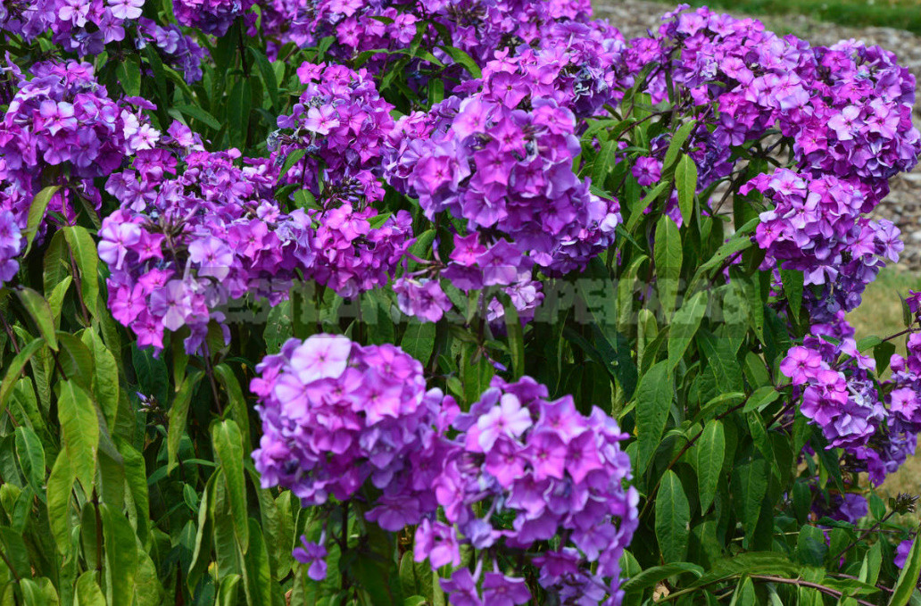 What to do With Phlox in August
