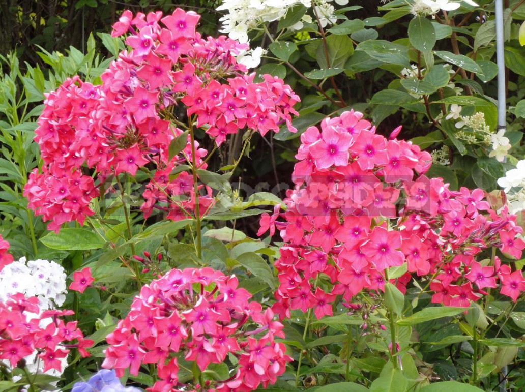 What to do With Phlox in August
