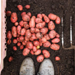 How to Dig Potatoes: Tools and Tips for Harvesting