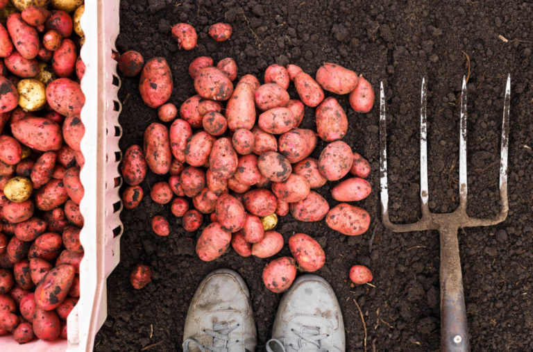 How to Dig Potatoes Tools and Tips for Harvesting Best Landscape Ideas