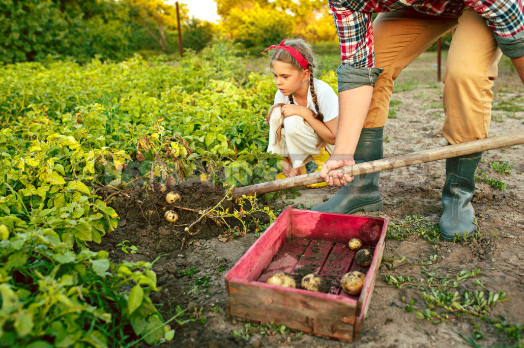 How to Dig Potatoes: Tools and Tips for Harvesting