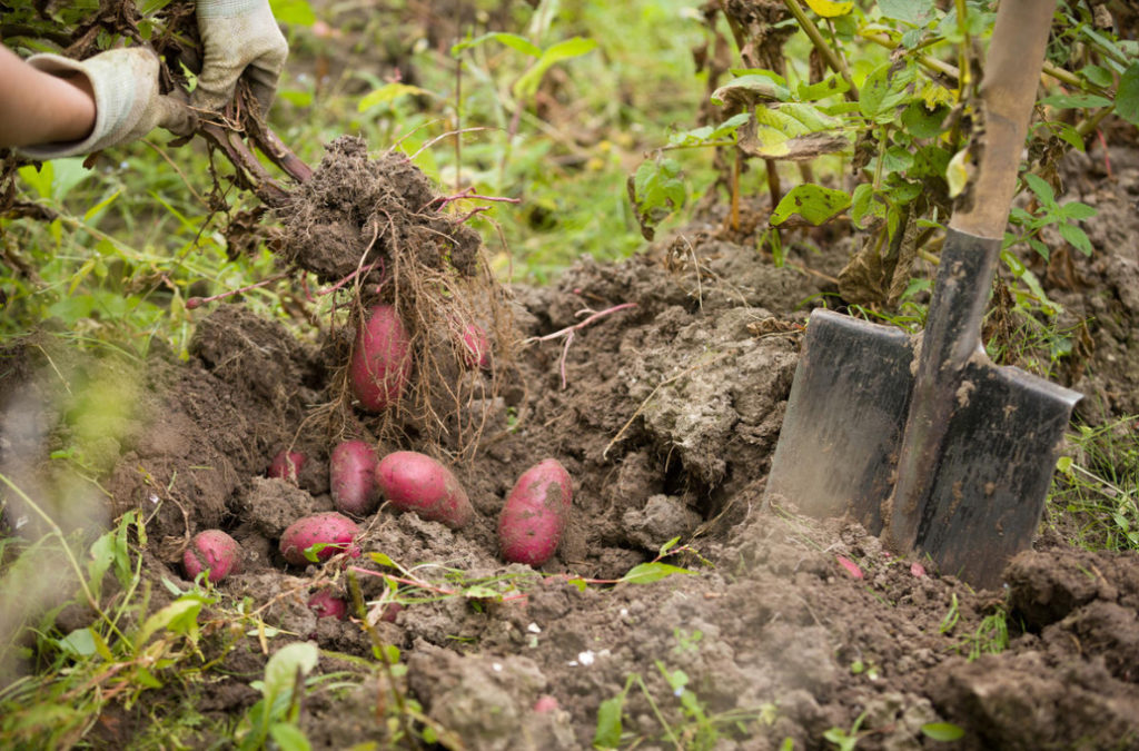 How to Dig Potatoes Tools and Tips for Harvesting Best Landscape Ideas