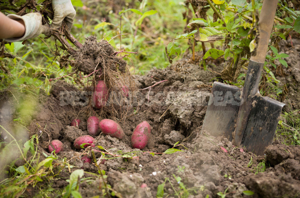 How to Dig Potatoes: Tools and Tips for Harvesting