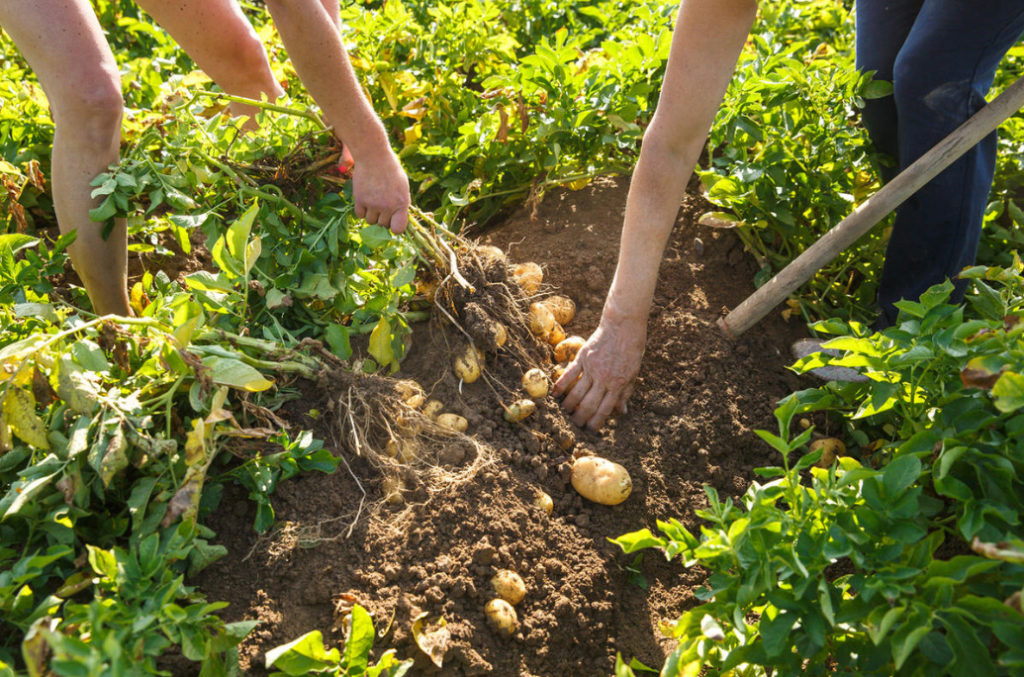 How To Dig Potatoes: Tools And Tips For Harvesting - Best Landscape Ideas