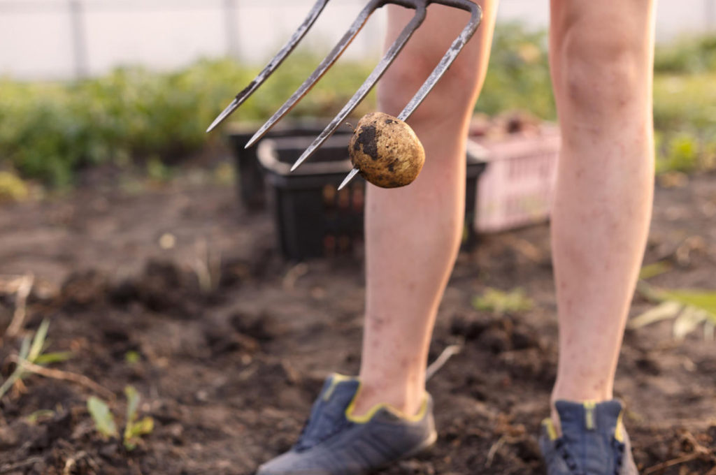 How to Dig Potatoes Tools and Tips for Harvesting Best Landscape Ideas