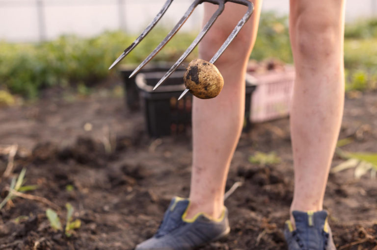 How to Dig Potatoes Tools and Tips for Harvesting Best Landscape Ideas