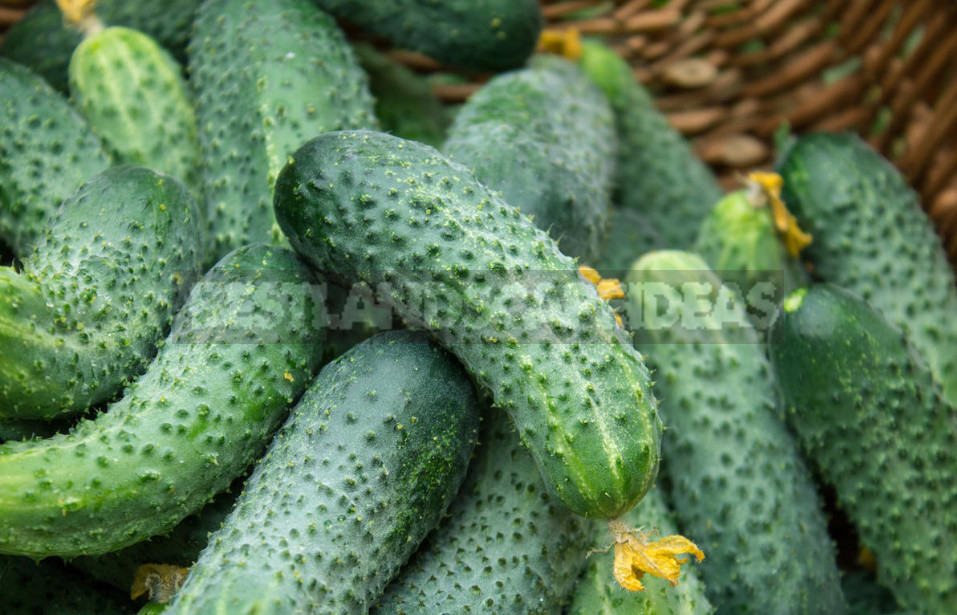Why are Cucumbers Bitter? And they Have 5 Reasons. (Part 2)