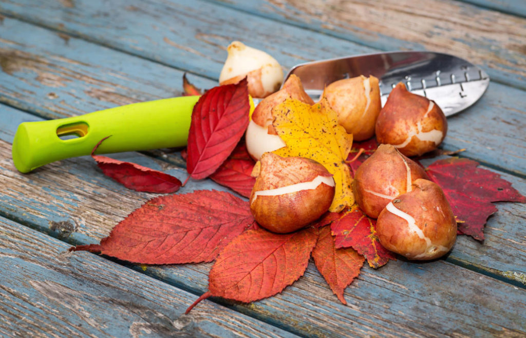 Ten Bulbs That Need Time to Plant In the Fall