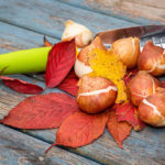 Ten Bulbs That Need Time to Plant In the Fall