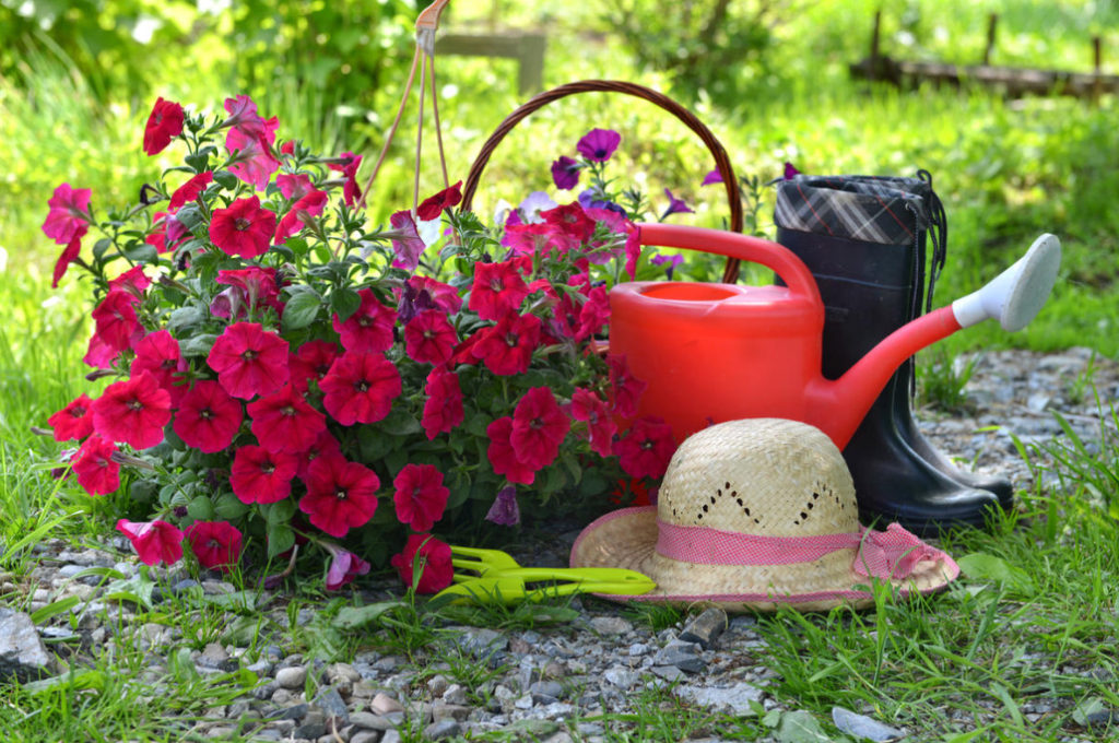 Eleven Questions About Petunias, the answers to Which Every Florist Wants to Know