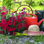 Eleven Questions About Petunias, the answers to Which Every Florist Wants to Know